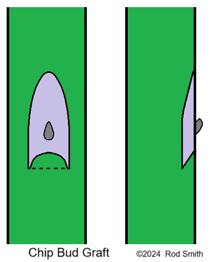 Chip Bud